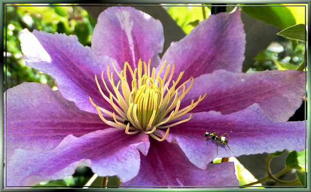 Clematis + Ant... ©UdoSm