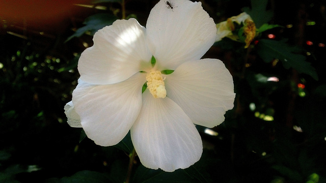 ... la fleur que tu m'avais jetée  ...