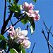 Apple blossom