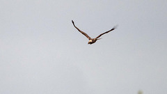 Marsh harrier