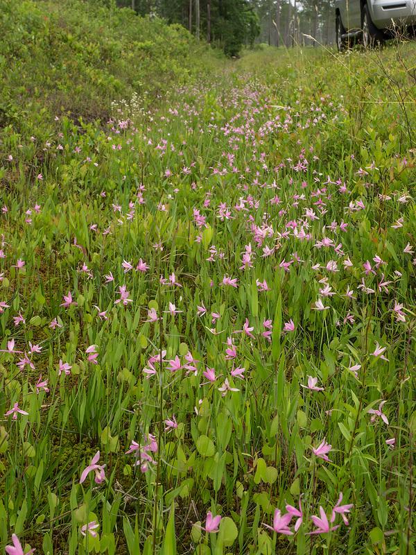 Pogonia ophioglossoides (Rose Pogonia orchid)