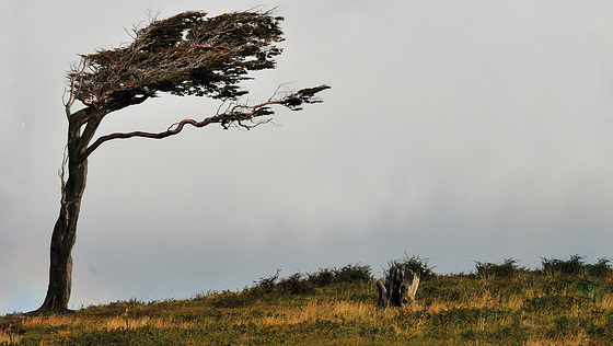 Where strong winds blow