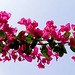 Bougainvillea