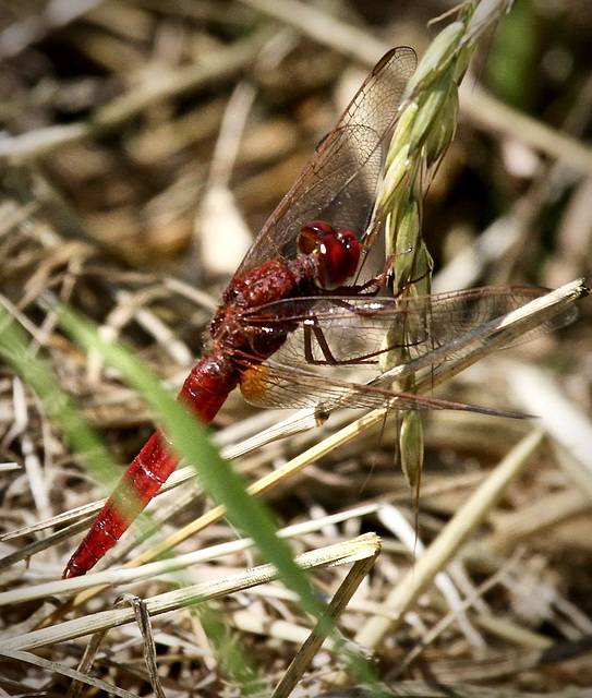 Blutrote Heidelibelle