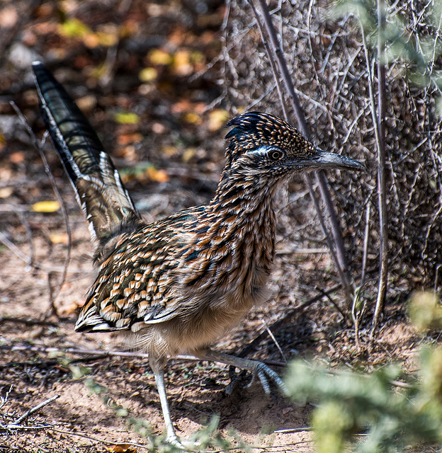 A road runner3