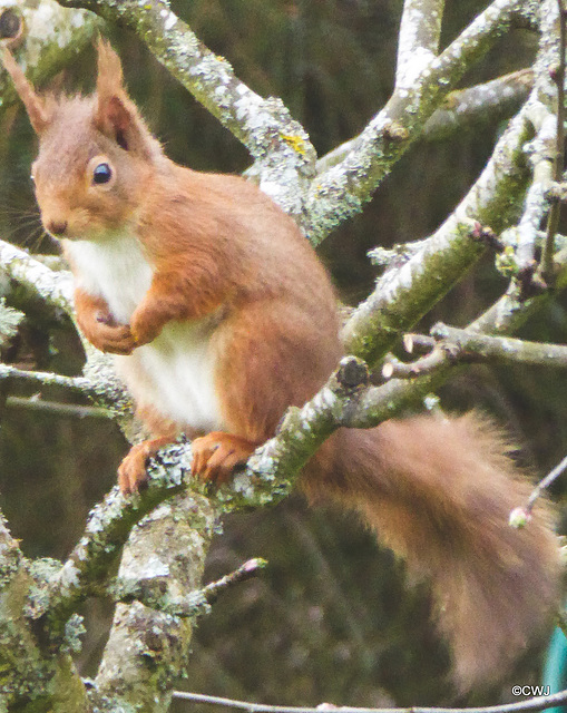 Red playing in the apple tree