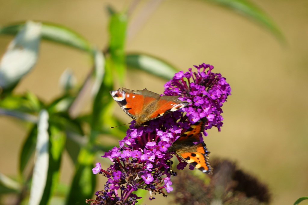 Andrang auf dem Sommerflieder