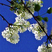 White lilac