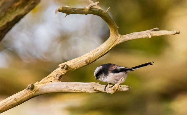 Long tailed tit