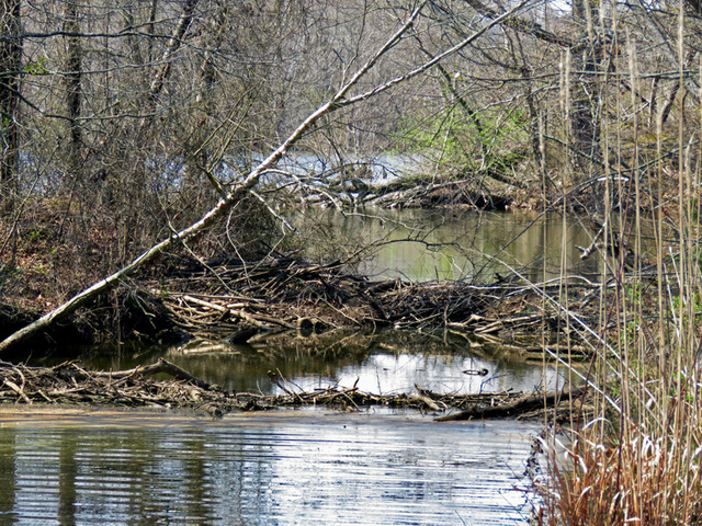 Beaver Dam