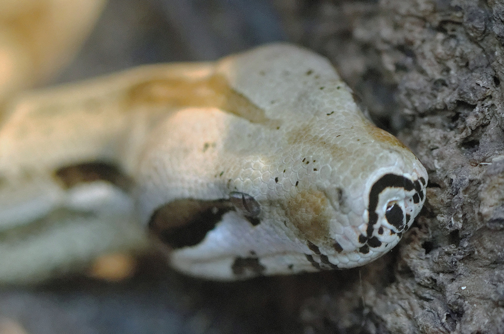 Boa constrictor