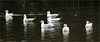 Mouette dissidente