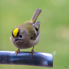 Goldcrest aerobics!