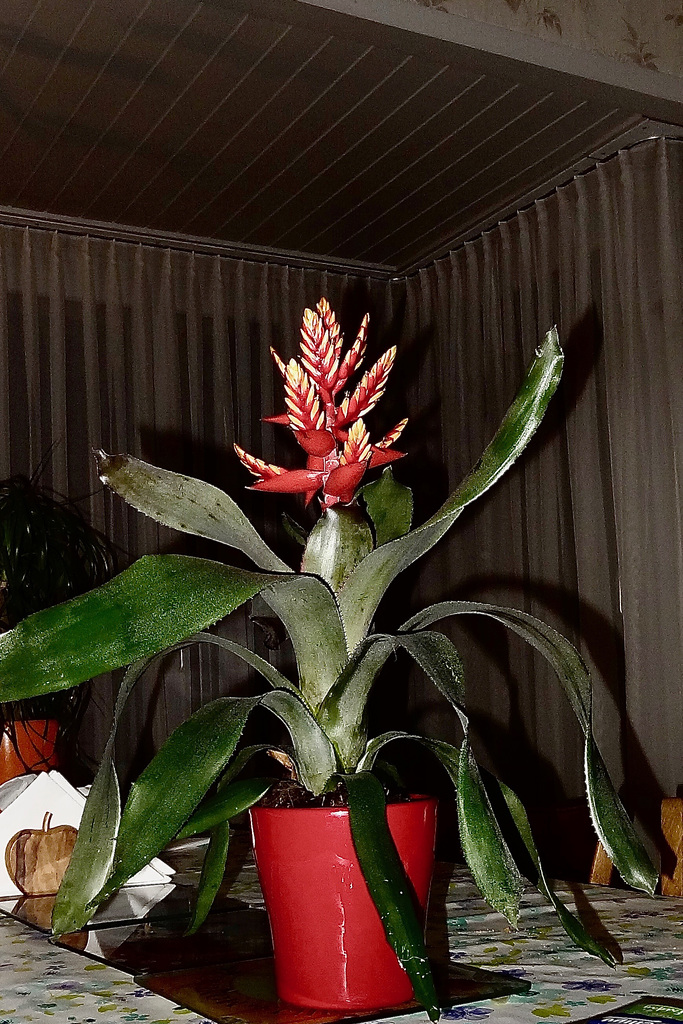 Orchidées et autres fleurs chez moi.