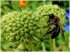 Au jardin du Val Cocherel à Dinan (22)