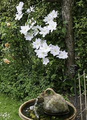 Clematis tree and fence for HFF