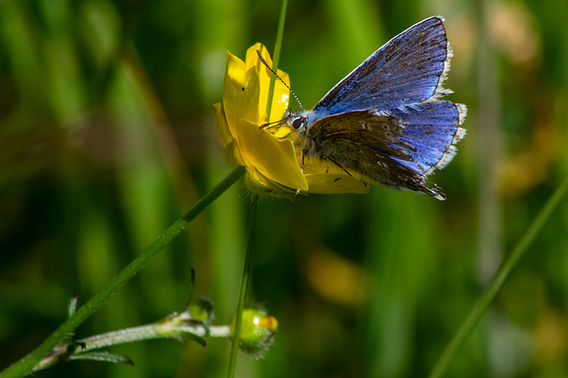 Common Blue Butterfly