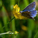 Common Blue Butterfly