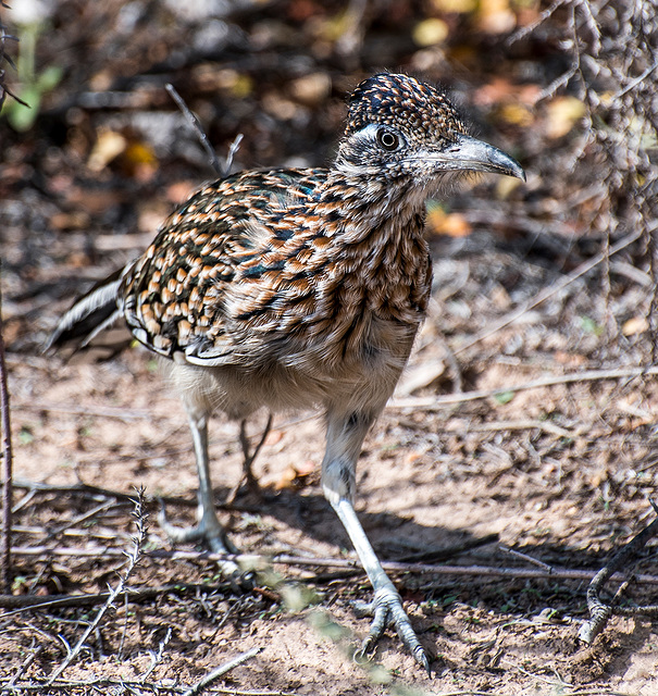 A road runner4