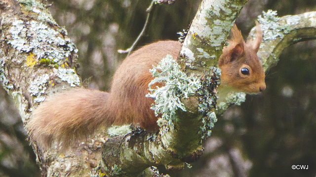 Red playing in the apple tree