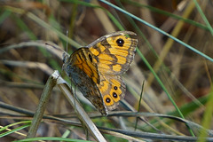 Mauerfuchs im Gras