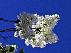 White lilac with blue sky