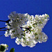 White lilac with blue sky