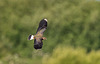 Lapwing
