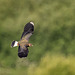 Lapwing