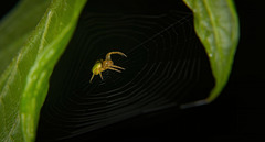 Die Kürbisspinne (Araniella cucurbitina) wollte am Netz vor mir flüchten :))  The pumpkin spider (Araniella cucurbitina) wanted to escape from me on the web :))  L'araignée citrouille (Araniella cucurbitina) voulait m'échapper sur le web :))