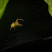 Die Kürbisspinne (Araniella cucurbitina) wollte am Netz vor mir flüchten :))  The pumpkin spider (Araniella cucurbitina) wanted to escape from me on the web :))  L'araignée citrouille (Araniella cucurbitina) voulait m'échapper sur le web :))