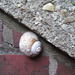 Schnecke an Eisenbahnunterführung