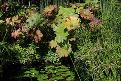 Plantes au bord d'un étang .