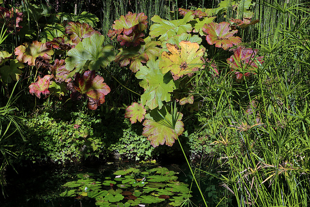Plantes au bord d'un étang .