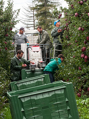 Südtirol - Freiburgerhof - Obstpflücker und Mehrzweck-Fahrzeug für die Obsternte - 2013-10-06 - DSC8525