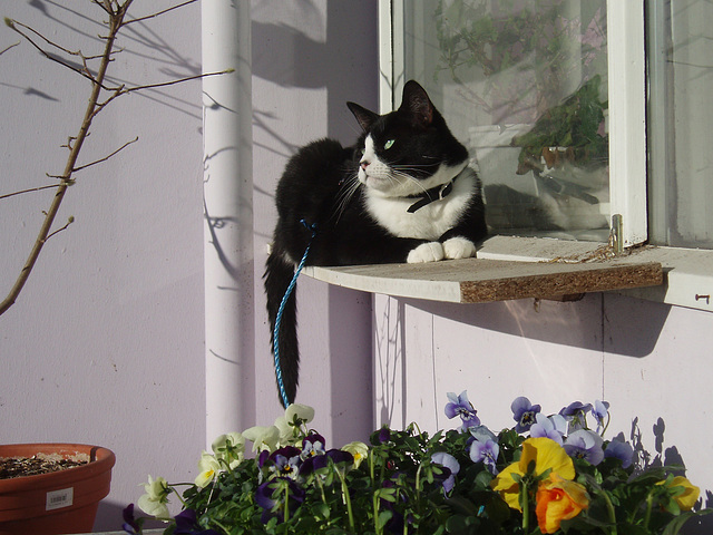 Watching birds from balcony - 2009