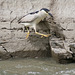 bihoreau gris, black-crowned night heron