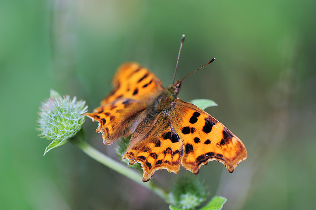 Comma butterfly