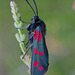 Six Spot Burnet Moth (Zygaena filipendulae)