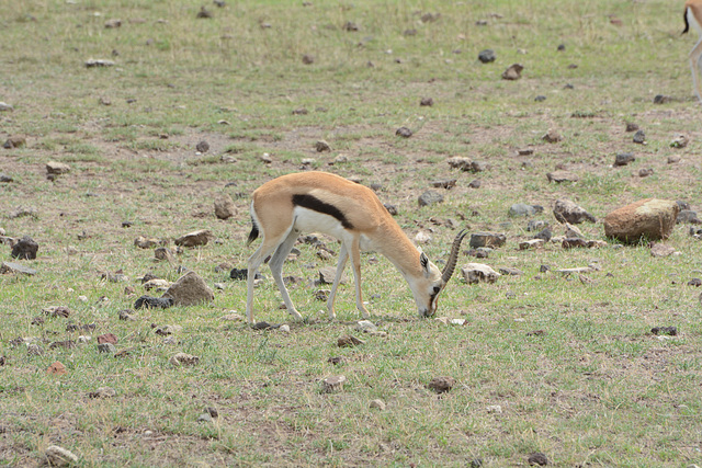 Ngorongoro, The Tompson's Gazelle