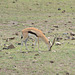 Ngorongoro, The Tompson's Gazelle