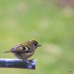 Goldcrest aerobics!