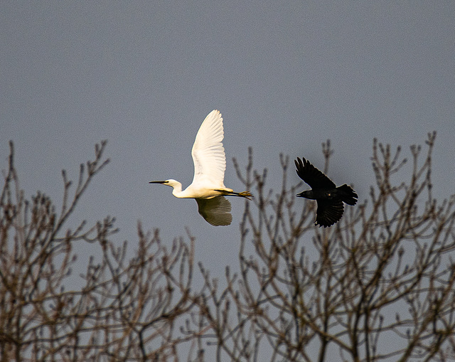Little egret being mobbed by a crow