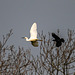 Little egret being mobbed by a crow