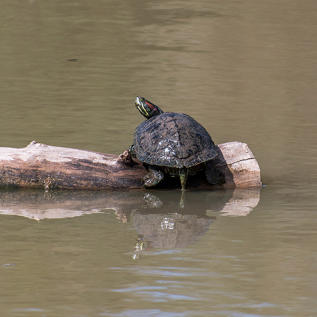 A turtle sunning itself at the Bosque