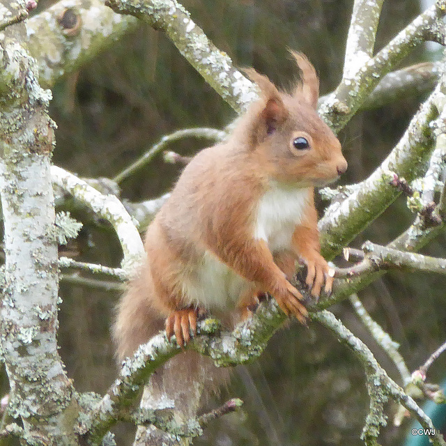 Red playing in the apple tree