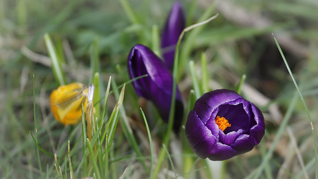 Plein feu sur le crocus