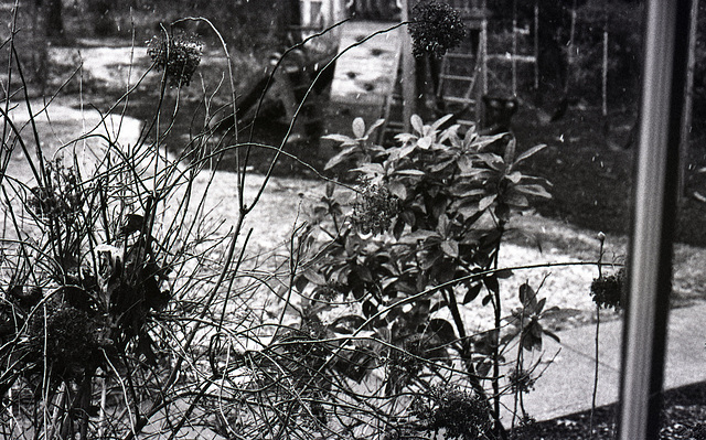 Dried flowers