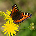 Aglais urticae auf gelber Blüte