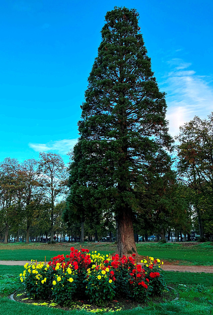 Im Dahliengarten